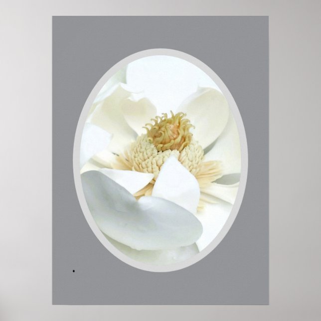 Poster                          White Magnolia            (Frente)