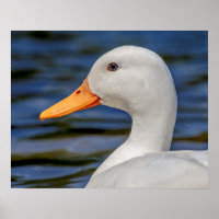 White Mallard Duck