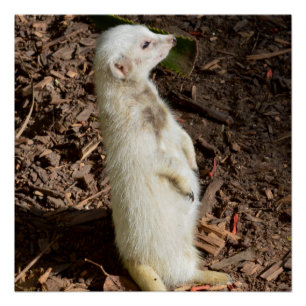 Póster White Meerkat Standby,
