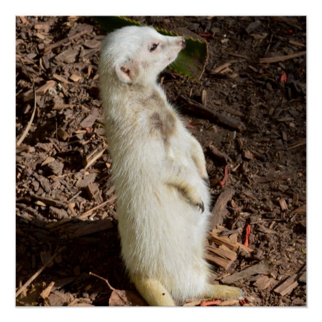 Póster White Meerkat Standby, (Frente)