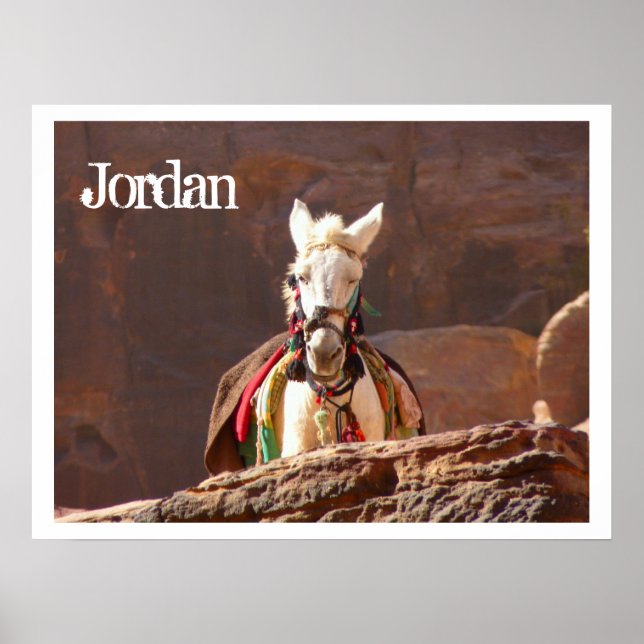 Poster White Mule, Petra, Jordânia (Frente)