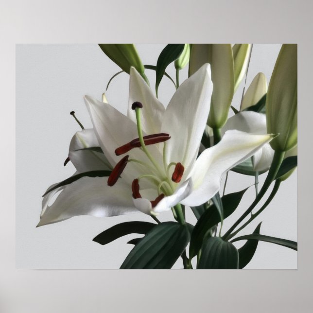 Poster White Oriental Lily Flower (Frente)