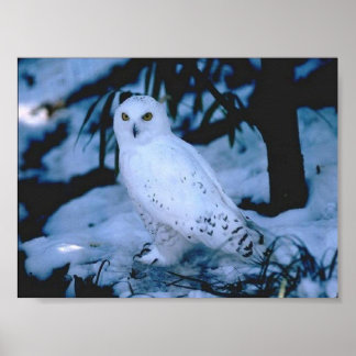 Póster White Owl