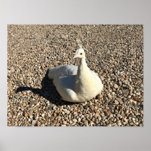 Poster White Peacock, Idaho