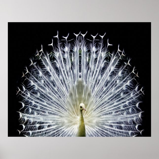 Poster White Peacock Pavo Animalia (Frente)