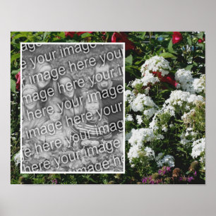 Poster White Phlox Flower Garden (Jardim de Flores Branco