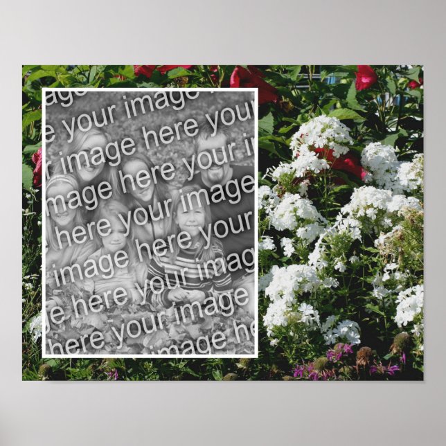 Poster White Phlox Flower Garden (Jardim de Flores Branco (Frente)