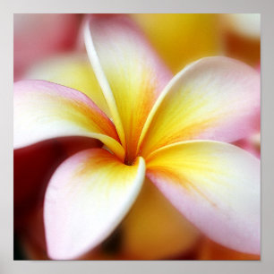 Poster White Plumeria Frangipani Hawaii Flor Havaiano