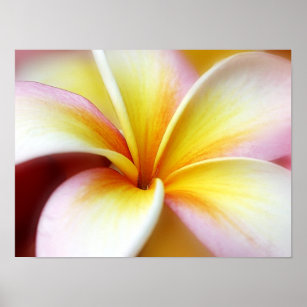 Poster White Plumeria Frangipani Hawaii Flor Havaiano