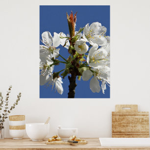 Poster White Primavera Bloom