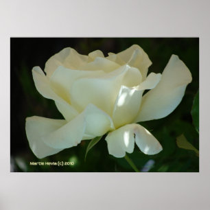 Poster White Rose Ballerina