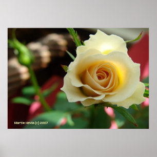 Póster White Rose Bud