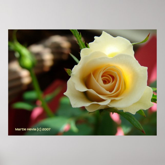 Póster White Rose Bud (Frente)