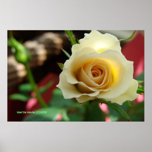 Poster White Rose Bud Impressão/Poster - Selecione seu qu
