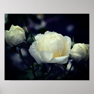 Poster White Rosebud Trio Floral