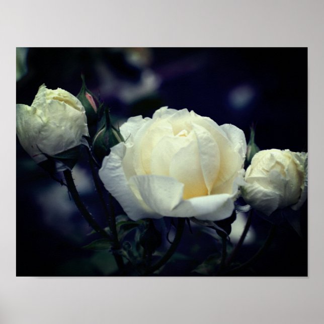 Poster White Rosebud Trio Floral (Frente)