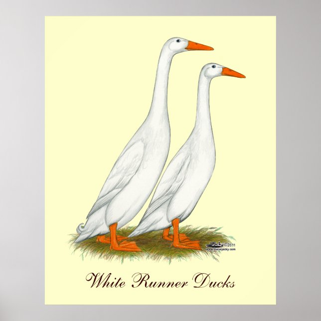 Póster White Runner Ducks (Frente)