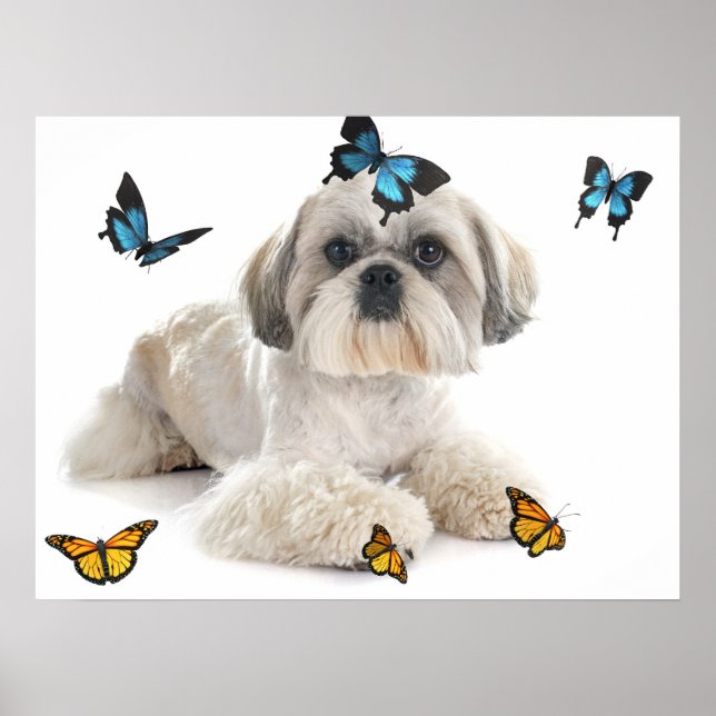 Poster White Shih Tzu Dog (Frente)