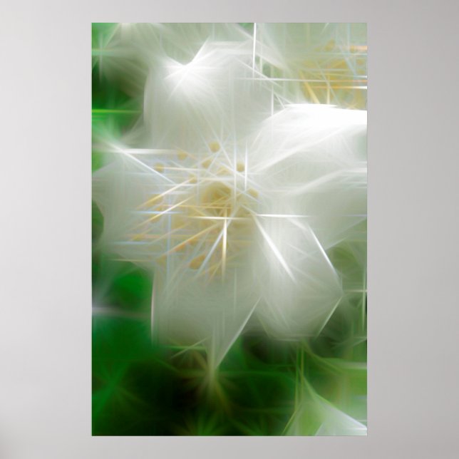 Poster White Shiny Jasmine (Frente)