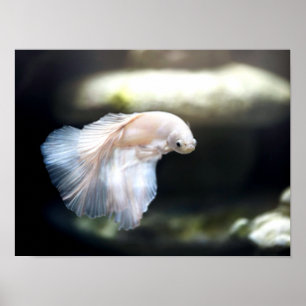 Poster White Siamese Fighting Fish
