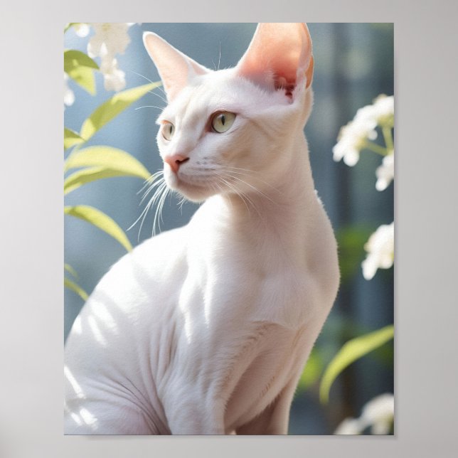 Poster White Sphinx Cat and Flowers (Frente)