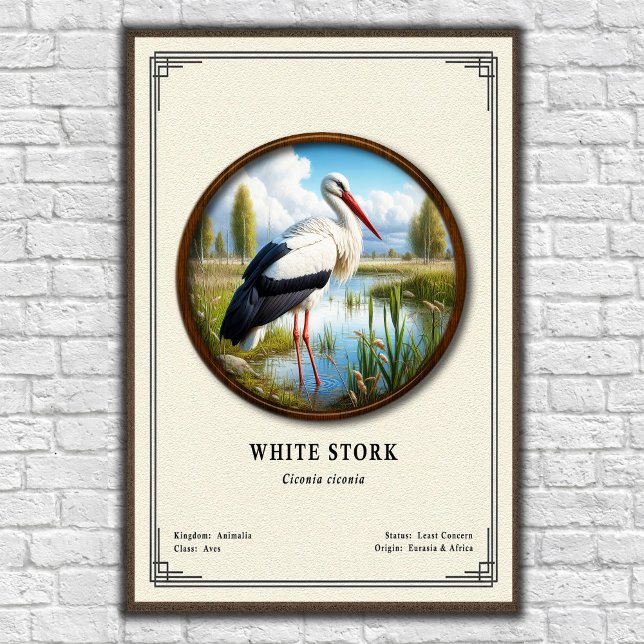 Poster White Stork Zoology Series (Criador carregado)
