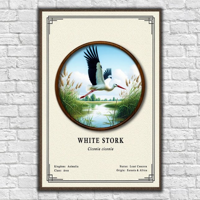 Poster White Stork Zoology Series (Criador carregado)