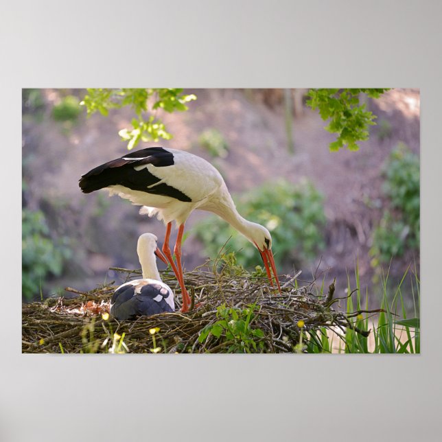 Póster White storks on its nest (Frente)