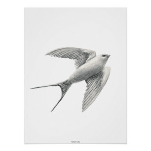 Póster White Swallow