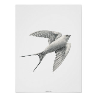 Póster White Swallow