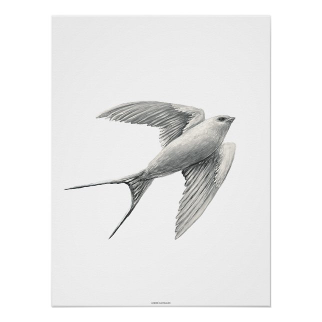Póster White Swallow (Frente)