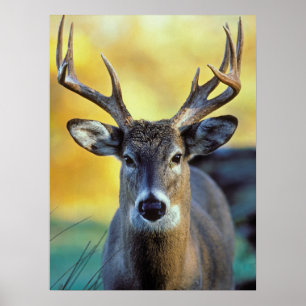 Poster White-Tailed Deer   Autumn