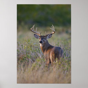 Poster white-tailed deer Odocoileus virginianus) 2