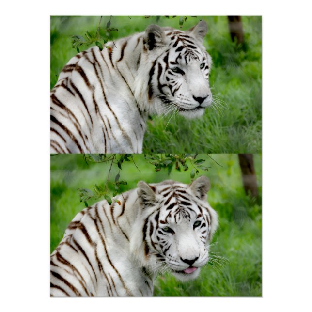 Póster White tiger (Frente)