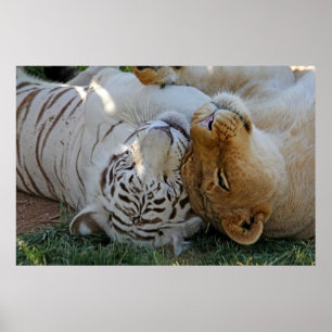 Poster White Tiger and Lion Pals