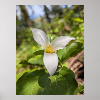 Poster White Trillium Forest Flower Macro