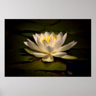 Poster White Waterlily