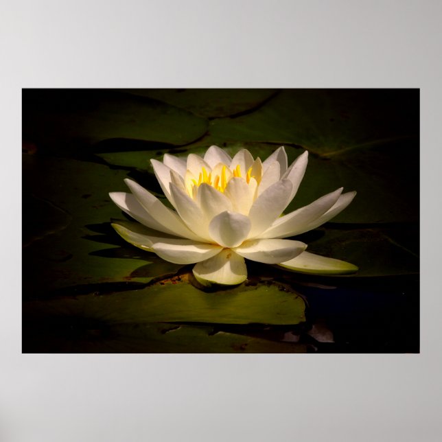 Poster White Waterlily (Frente)