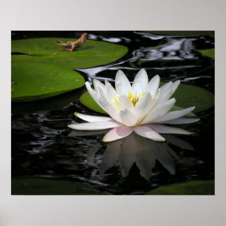 Póster White Waterlily