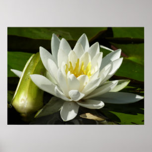 Póster White Waterlily e Bud Floral