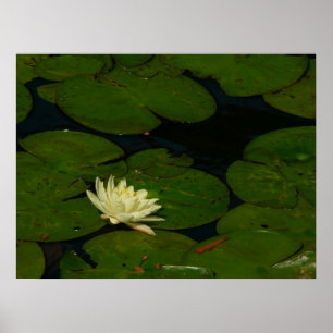 Póster White Waterlily I Peaceful Floral Fotografia