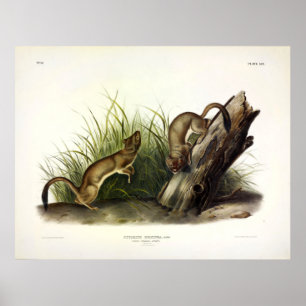 Poster White Weasel (Stoat, Ermine) by Audubon