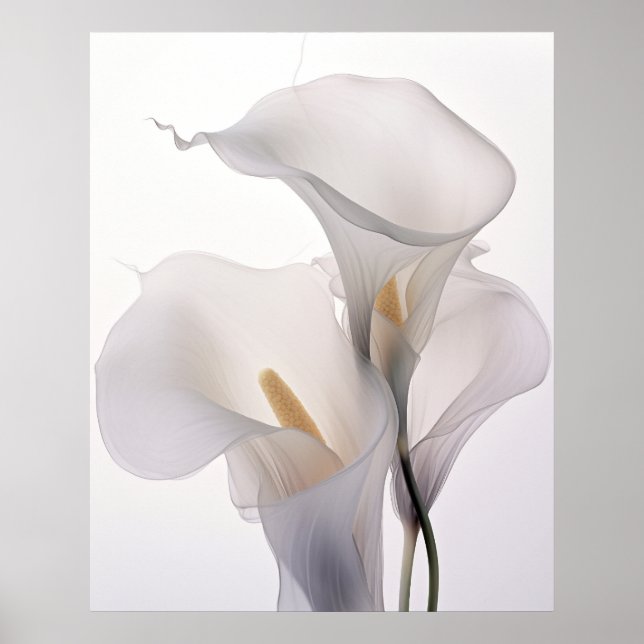 Poster White Wedding Calla Lily White Background (Frente)