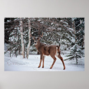 Poster Whitetail Buck, Canadá