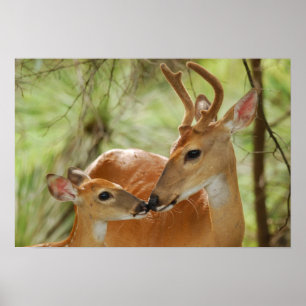 Poster Whitetail Buck E Fawn Bonding