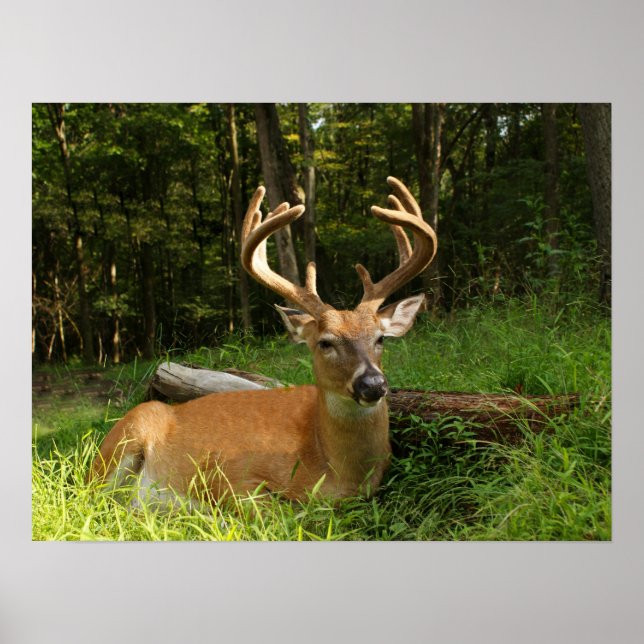Póster Whitetail Buck Em Velvet, 10 Pontos (Frente)