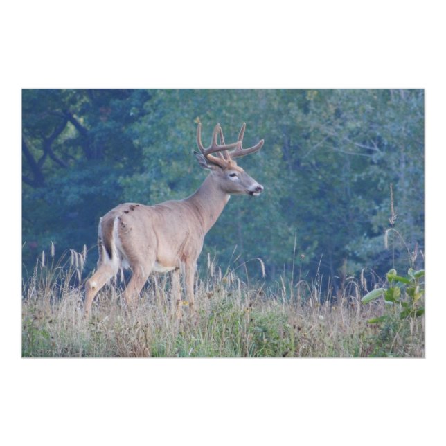 Póster Whitetail Buck Nature Portrait (Frente)