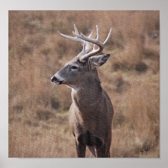 Póster Whitetail Deer (Frente)