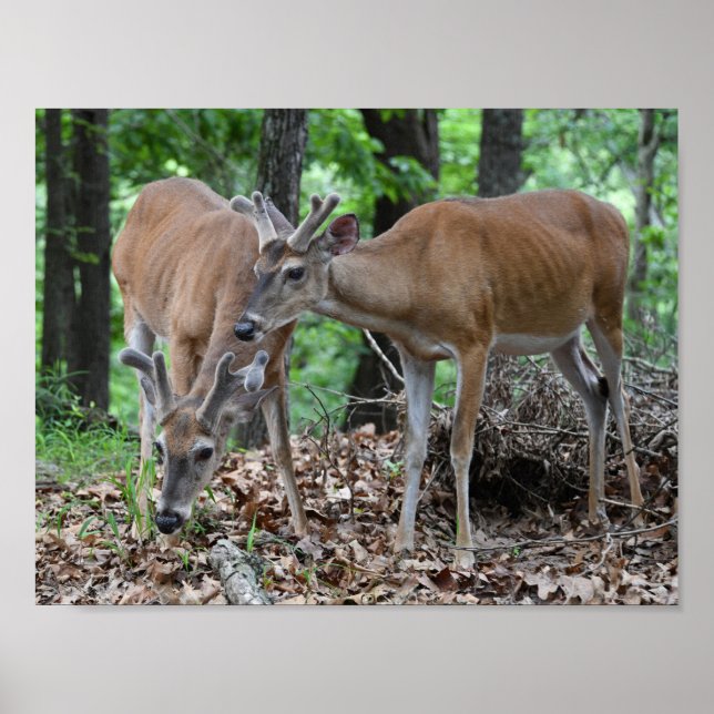 Poster Whitetail Deer Young Bucks Em Velvet (Frente)