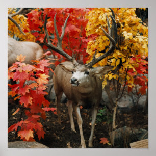 Póster Whitetail no outono